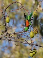 Red Winged Parrot_Edith Falls_040813a.jpg