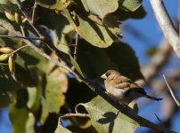 Masked Finch_Edith Falls_040813a.jpg