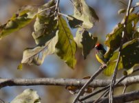 Gouldian Finch_Edith Falls_040813b.jpg