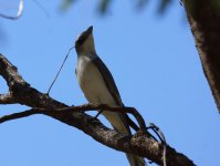 WB Cuckoo Shrike_Victoria River_040813a.jpg