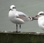 Med Gull Southend Oct.15th'13.jpg