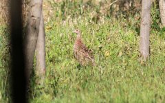 Common Pheasant.jpg