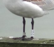 Med Gull Southend Oct.15th'13. No.2.jpg