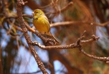 adult canary.jpg