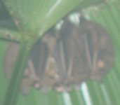 Mystery Bat Costa Rica.JPG