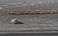 Ein Eisbär hält Mahlzeit.jpg