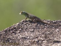 Anolis 1 P1110986.jpg