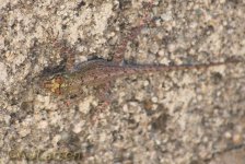 Anolis 3 P1110998.jpg