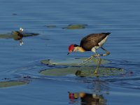 Comb Crested Jacana_Kununurra_050813a.jpg