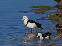 Radjah Shelduck_Kununurra_050813a.jpg