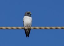 White Breasted Woodswallow_Kununurra_050813a.jpg