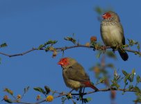 Star Finch_Kununurra_050813b.jpg