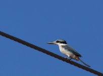 RB Kingfisher_Kununurra_050813a.jpg