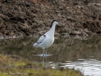 Avocet Upton Warren 17-10-13 DSC_6475.jpg