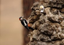 woodpecker on tap.jpg