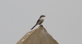 Chinese Grey Shrike.jpg