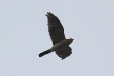 Eurasian Sparrowhawk.jpg