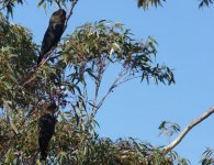 Glossy Black Cockatoo_Kings Tablelands_110713a.jpg