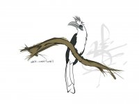 whitecrownedhornbill.jpg