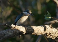 Sacred Kingfisher_Parry Farm_060813a.jpg