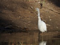 Intermediate Egret_Parry Farm_060813a.jpg