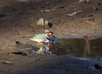 Gouldian Finch_Parry Farm_060813a.jpg