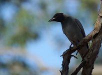 BF Cuckooshrike_Parry Farm_060813a.jpg