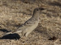 Great Bowerbird_Parry Farm_060813a.jpg