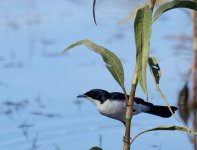 Paperbark Flycatcher_Parry Farm_060813a.jpg