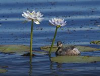 Australasian Grebe_Marlgu_060813a.jpg