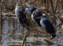 Pied Heron_Marlgu_060813a.jpg