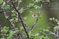 warbler,-buff-barred004.jpg