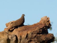 WQ Rock Pigeon_Keep River_070813d.jpg