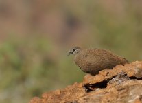 WQ Rock Pigeon_Keep River_070813b.jpg