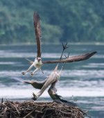 Osprey_Heron_Fight_J_Purslow.jpg