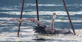 ospey+heron+fight+2.jpg