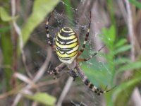 BF Wasp Spider 1.JPG