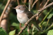 whitethroat100506j.jpg