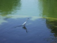 snowy-egret2.jpg