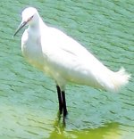 snowy-egret4.jpg