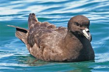 WestlandPetrel.jpg