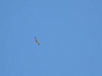 hen harrier.jpg