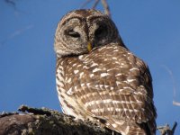 owl - close - 12-10-09.jpg