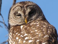 owl - closer --12-10-09.jpg