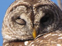 owl - closest - 12-10-09.jpg