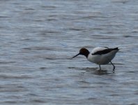 RN Avocet_Fivebough_120713a.jpg