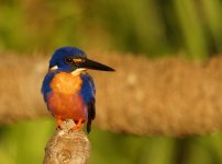 Azure Kingfisher_Yellow Water_080813a.jpg