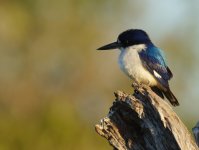 Forest Kingfisher_Yellow Water_080813a.jpg