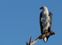 WB Sea Eagle_Yellow Water_080813a.jpg