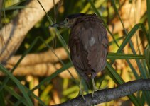 Nankeen Night Heron_Yellow Water_080813a.jpg